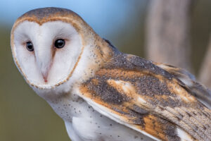 Barn owl (Tyto alba)