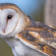 Barn owl (Tyto alba)