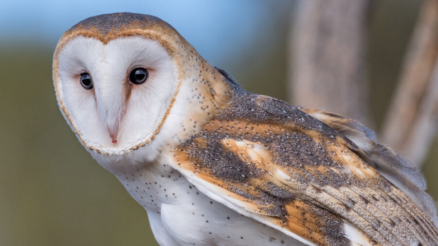 Barn owl (Tyto alba)