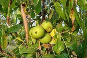 California black walnut (Juglans californica)