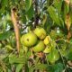 California black walnut (Juglans californica)