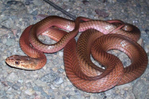 Coachwhip snake (Masticophis flagellum)