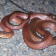 Coachwhip snake (Masticophis flagellum)