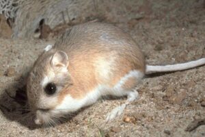 California kangaroo rat (Dipodomys californicus)