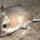 California kangaroo rat (Dipodomys californicus)