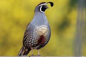 California quail (Callipepla californica)