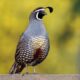 California quail (Callipepla californica)