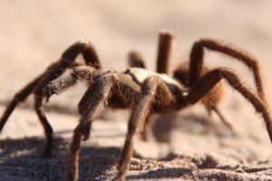 California tarantula (Aphonopelma sp.)