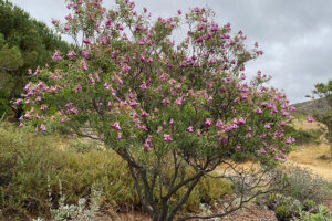 Desert willow (Chilopsis linearis)