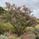 Desert willow (Chilopsis linearis)