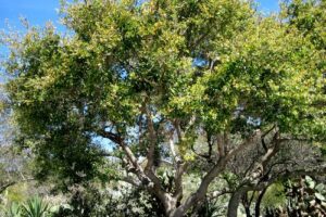 Coast live oak (Quercus agrifolia)