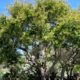 Coast live oak (Quercus agrifolia)