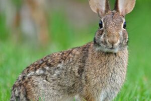 Desert Cottontail (Sylvilagus audubonii)