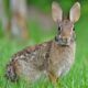 Desert Cottontail (Sylvilagus audubonii)