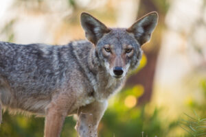 Coyote (Canis latrans)