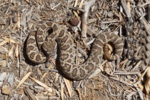 Southern pacific rattlesnake (Crotalus oreganus helleri) – Venomous