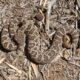 Southern pacific rattlesnake (Crotalus oreganus helleri) – Venomous