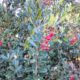 Toyon (Heteromeles arbutifolia)