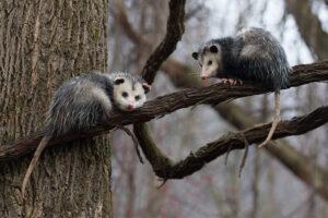 Virginia opossum (Didelphis virginiana)