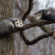 Virginia opossum (Didelphis virginiana)