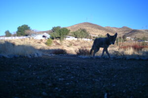 Wildcamera - Coyote during the day looking at the camera