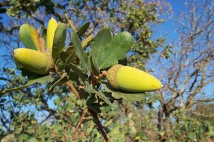 Blue Oak (Quercus douglasii)