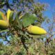 Blue Oak (Quercus douglasii)